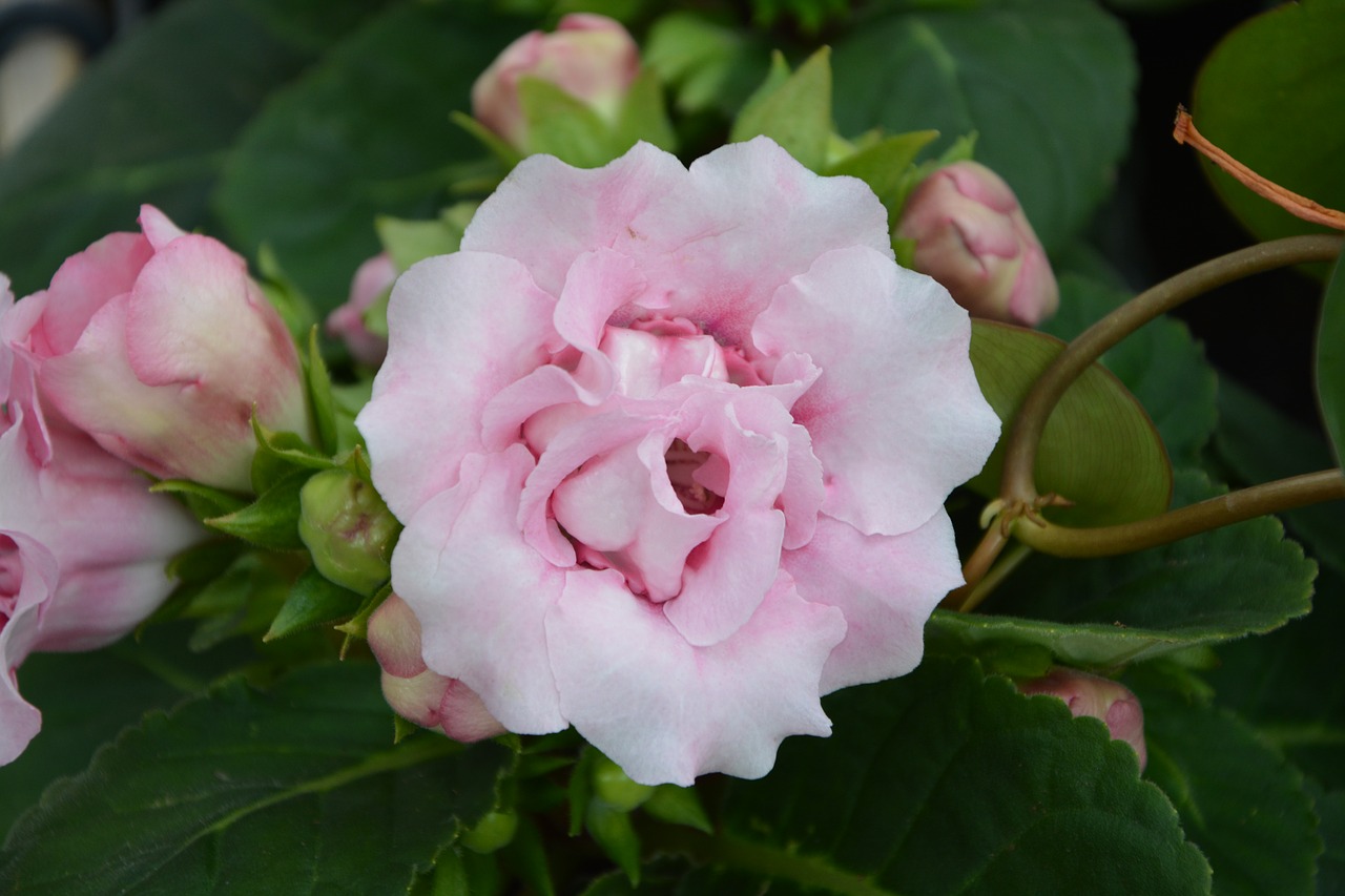 Image - flower color pink gloxinia pretty