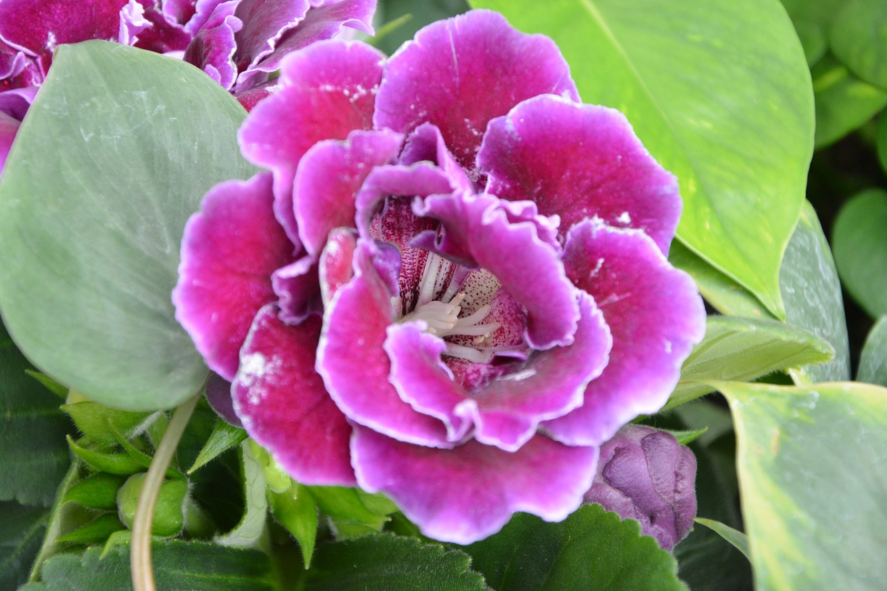 Image - flower gloxinia pink fuchsia decor