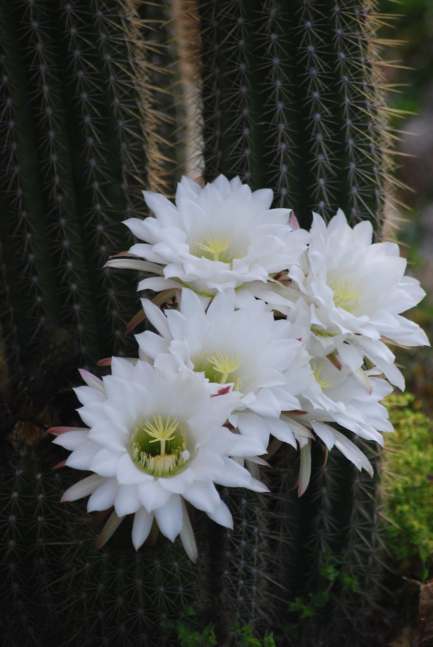 Image - cactus flower white flower