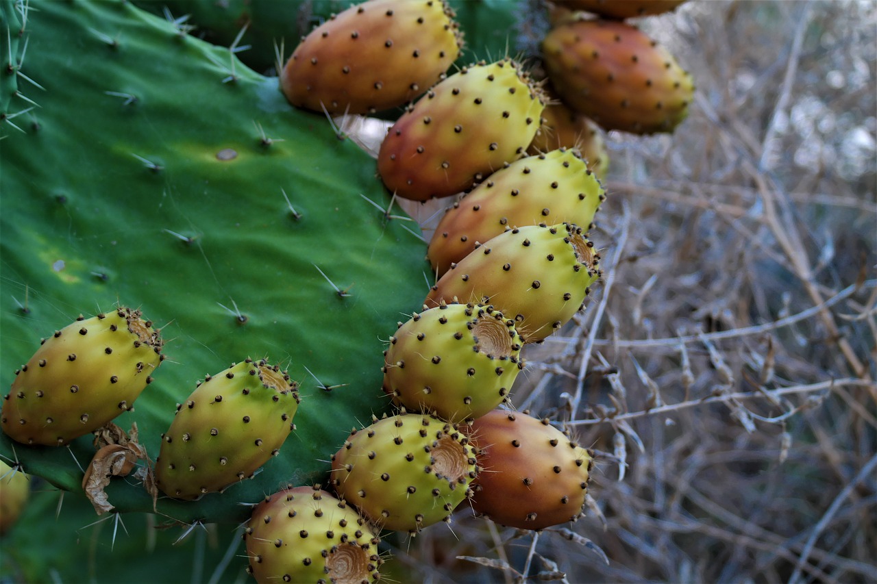 Image - cactus fruit edible prickly pear