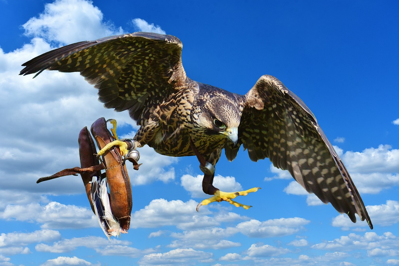 Image - falcon approach prey access raptor