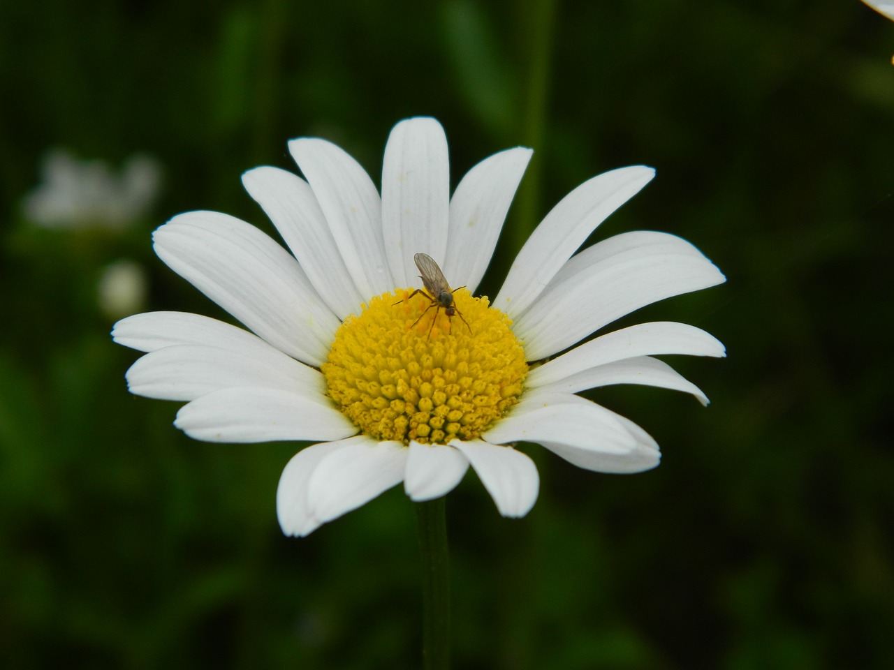 Image - daisy blossom bloom flower insect