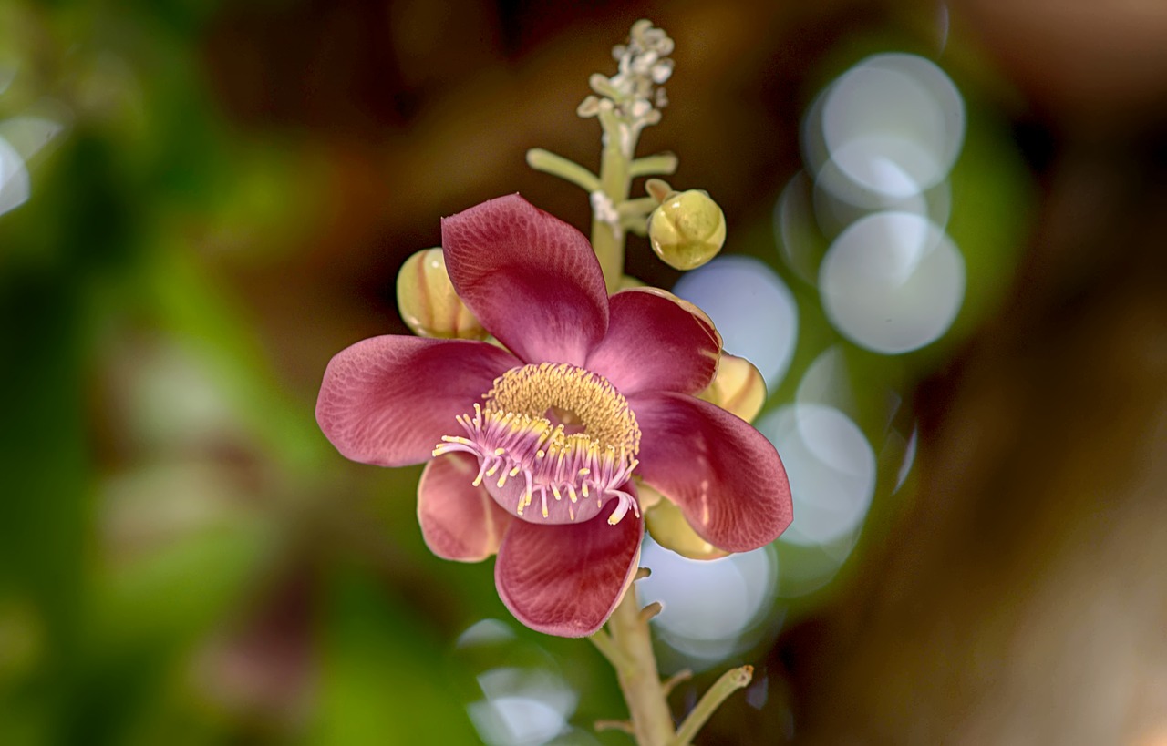 Image - flowers nov sea history sal flower