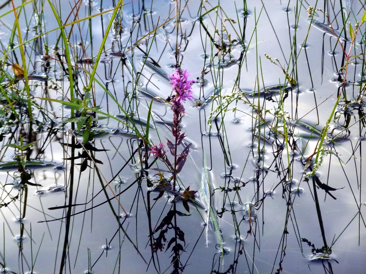 Image - loosestrife invasive flower water