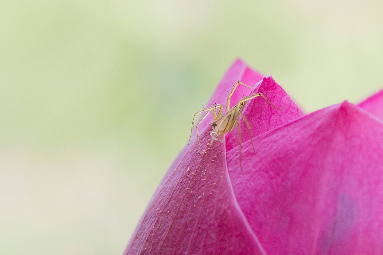 Image - the spider lotus pink lotus