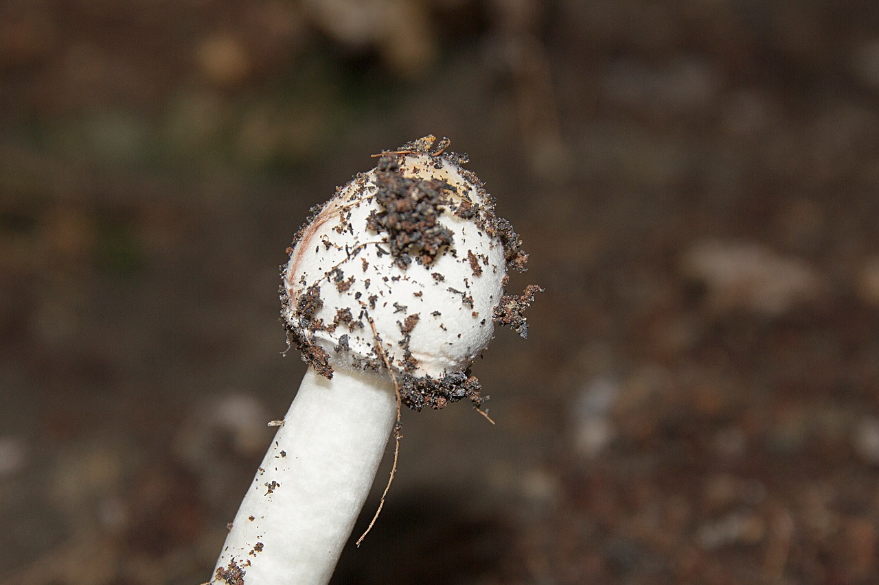 Image - mushroom white dust