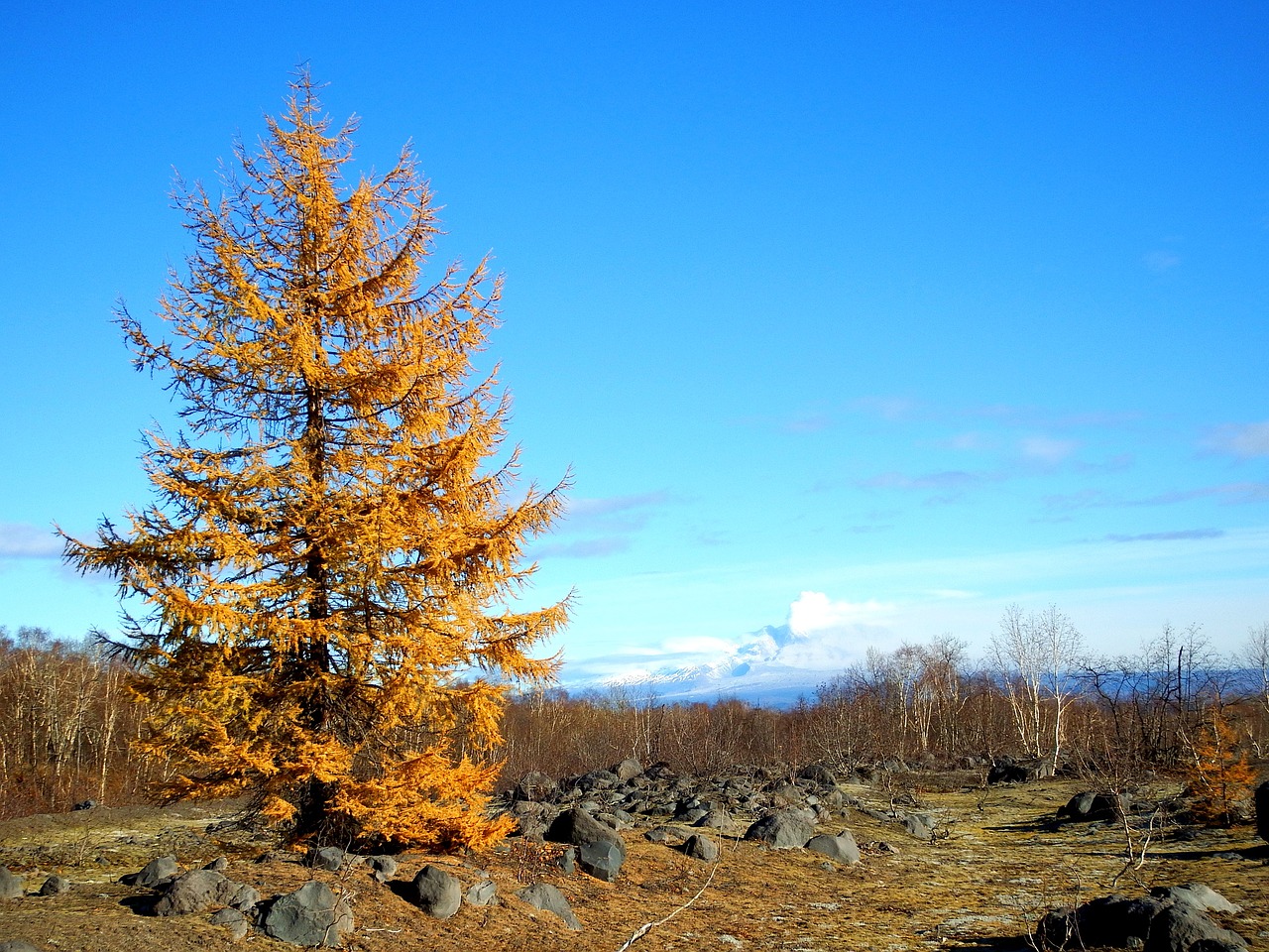 Image - larch autumn fall colors nature