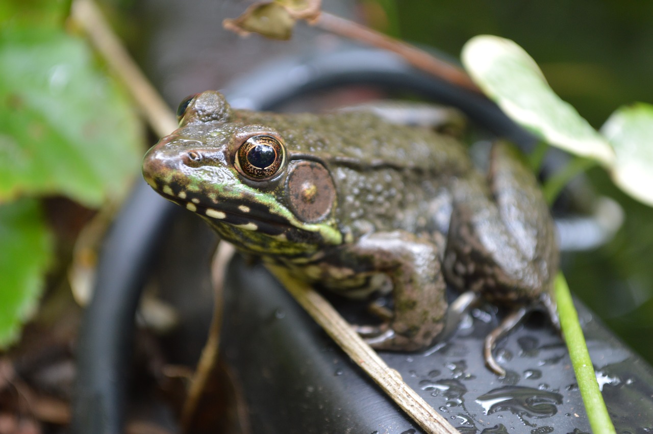 Image - frog green water wildlife