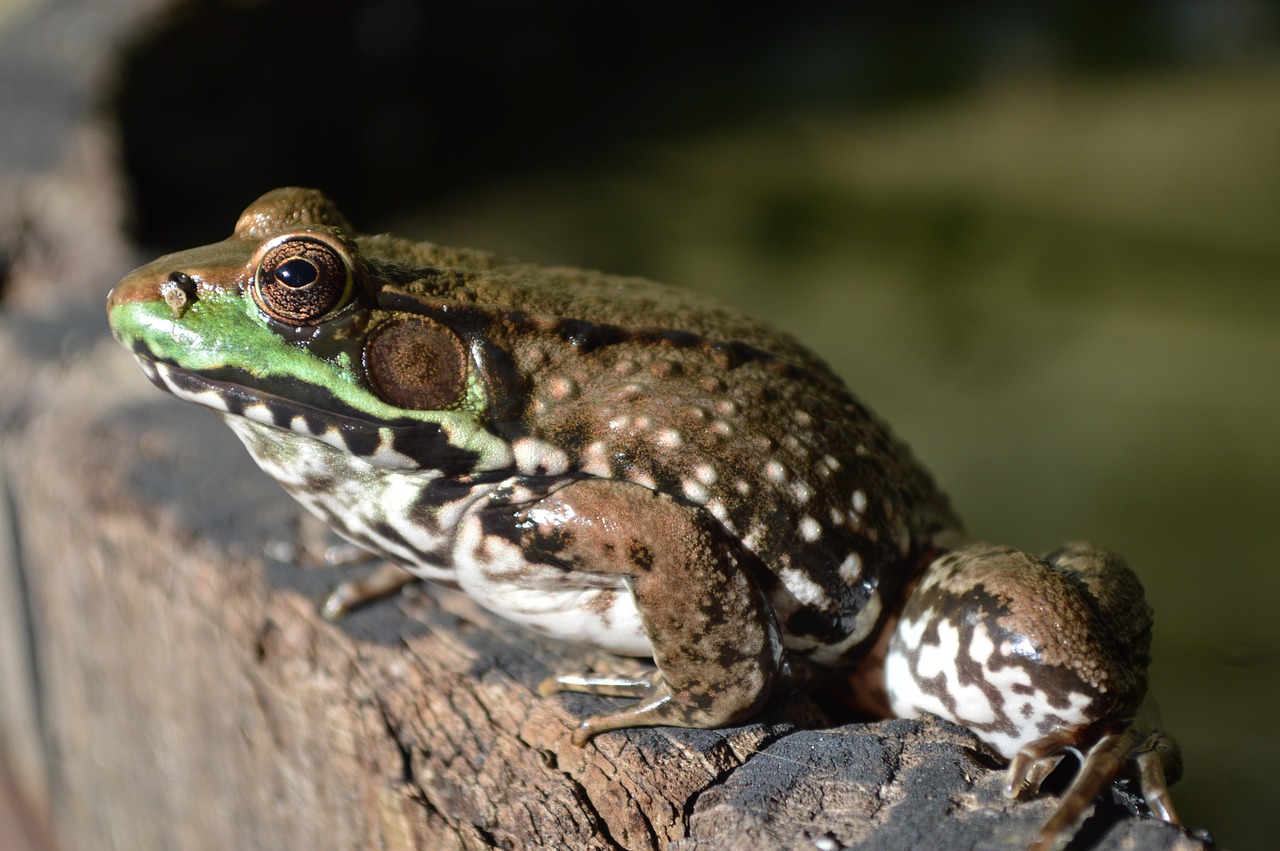 Image - frog frog on barrel frog eye eye