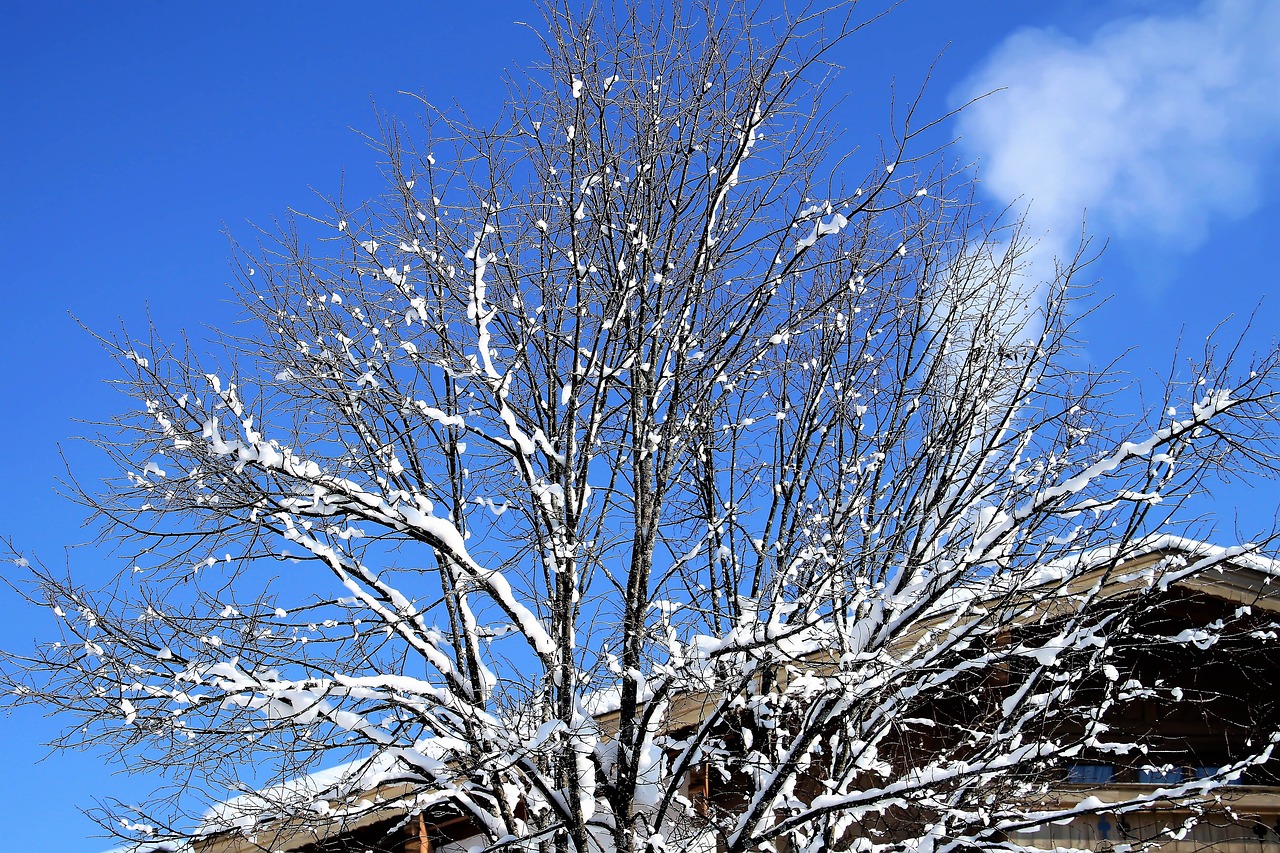 Image - winter snow tree wintry cold