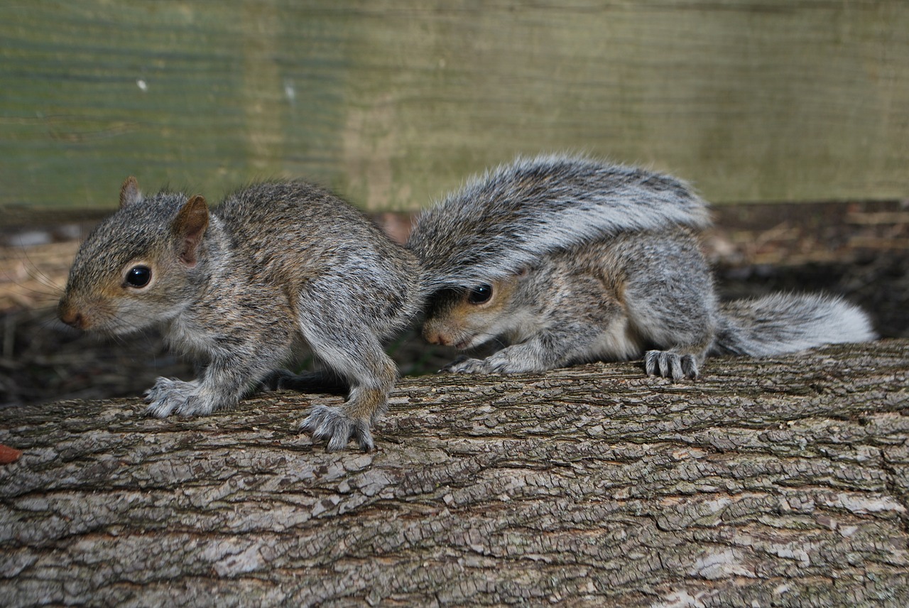 Image - squirrel hiding squirrel cute