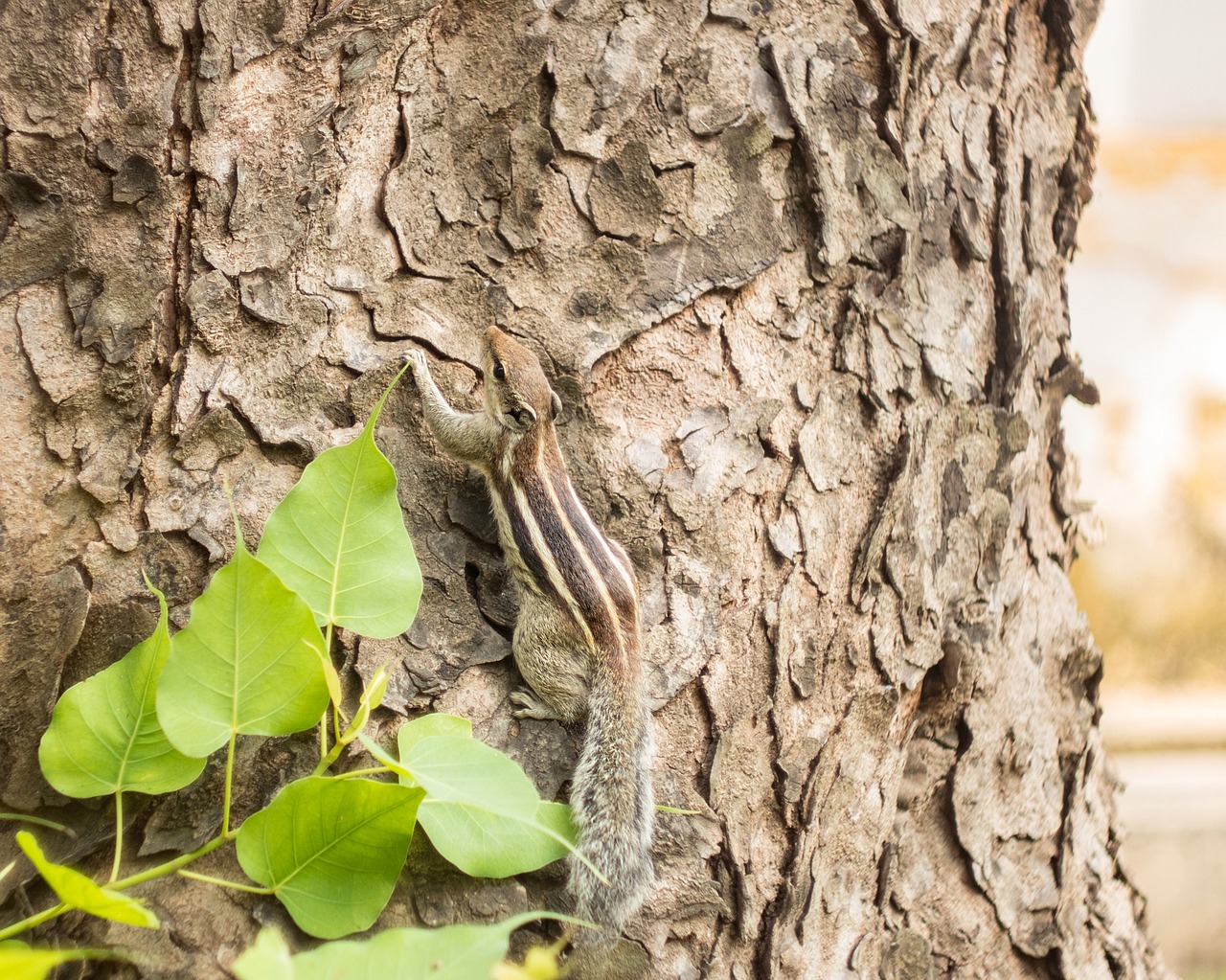 Image - squirrel nature animal forest