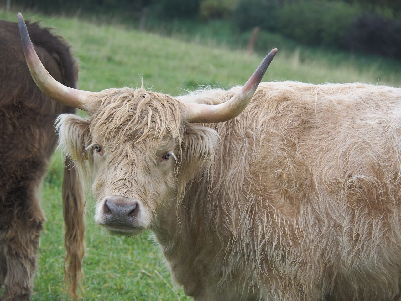 Image - cow beef highland beef pasture eat