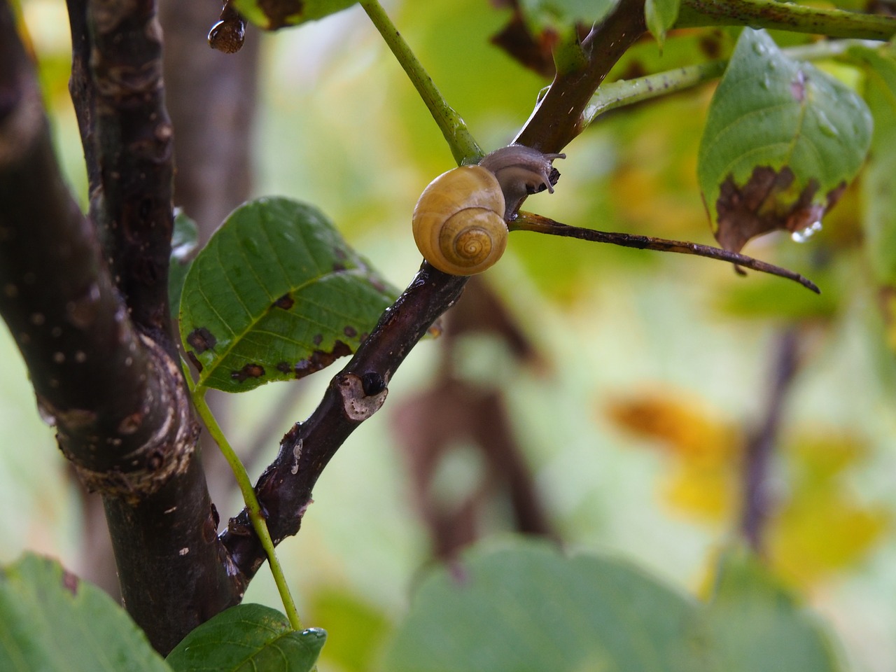 Image - snail tree nature shell mollusk