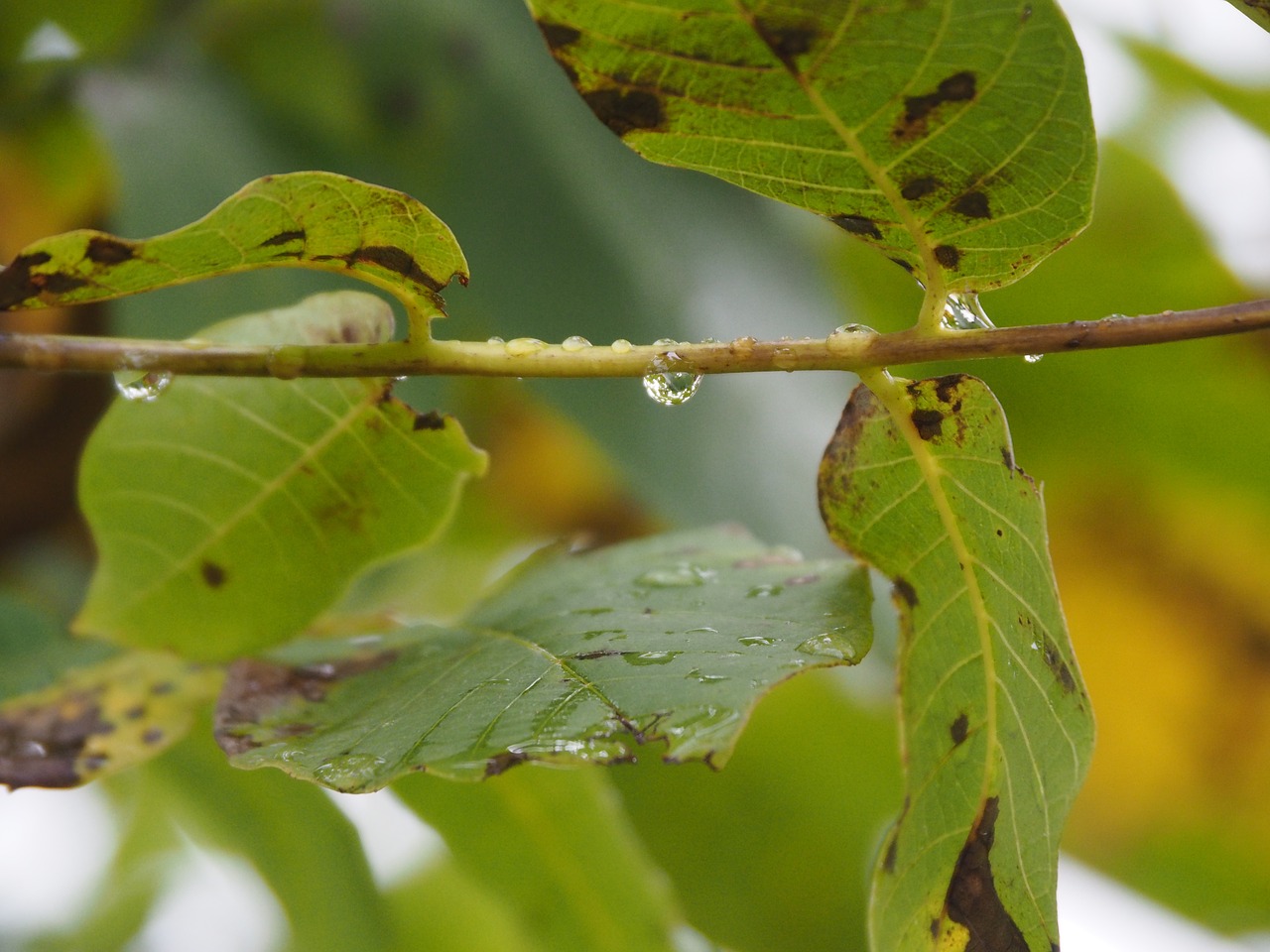 Image - leaf raindrop background nature