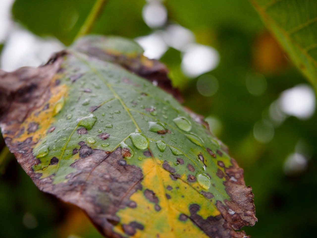 Image - leaf autumn color drip