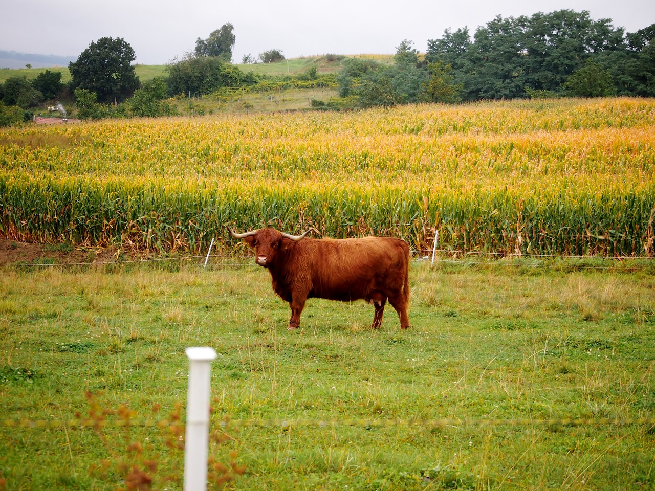 Image - beef highland beef brown beef