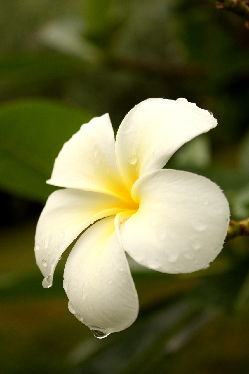 Image - flowers more information frangipani
