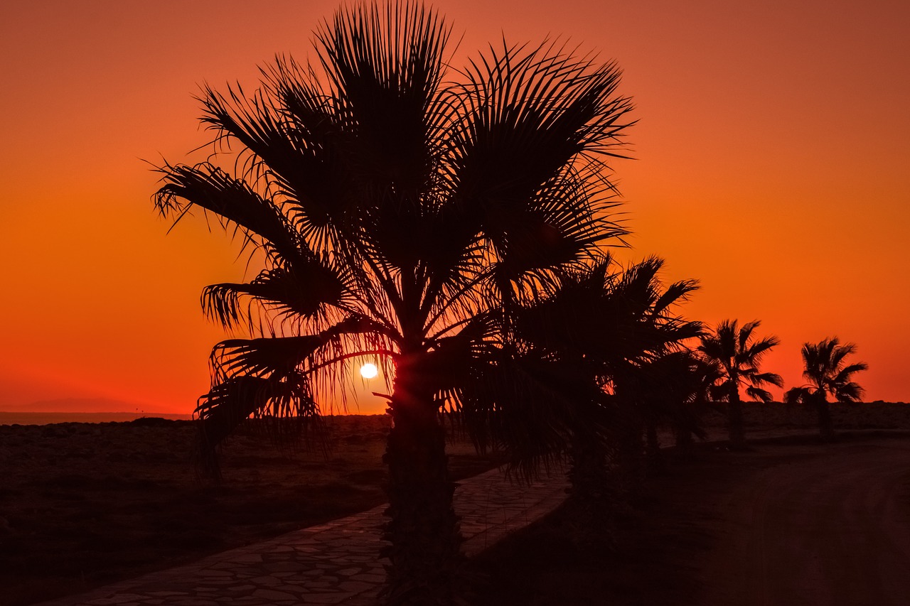 Image - palm trees path sun sunset summer
