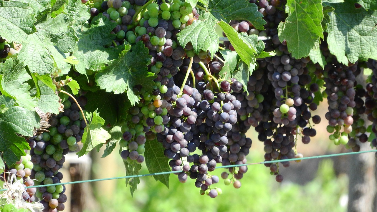 Image - vineyard grapevine viticulture wine