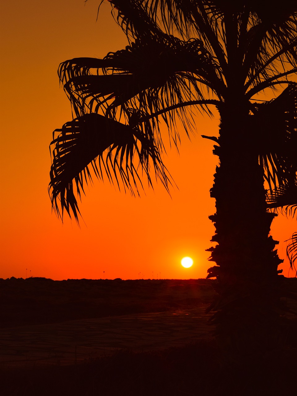 Image - palm tree sun sunset summer nature