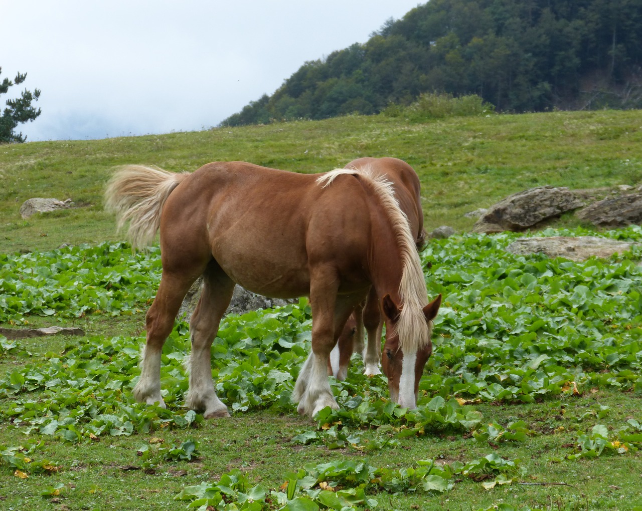 Image - horses prado pacer freedom