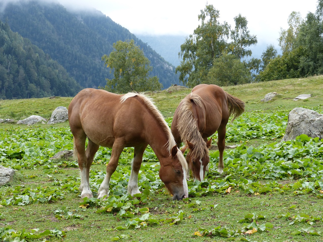 Image - horses pacer prado val d aran