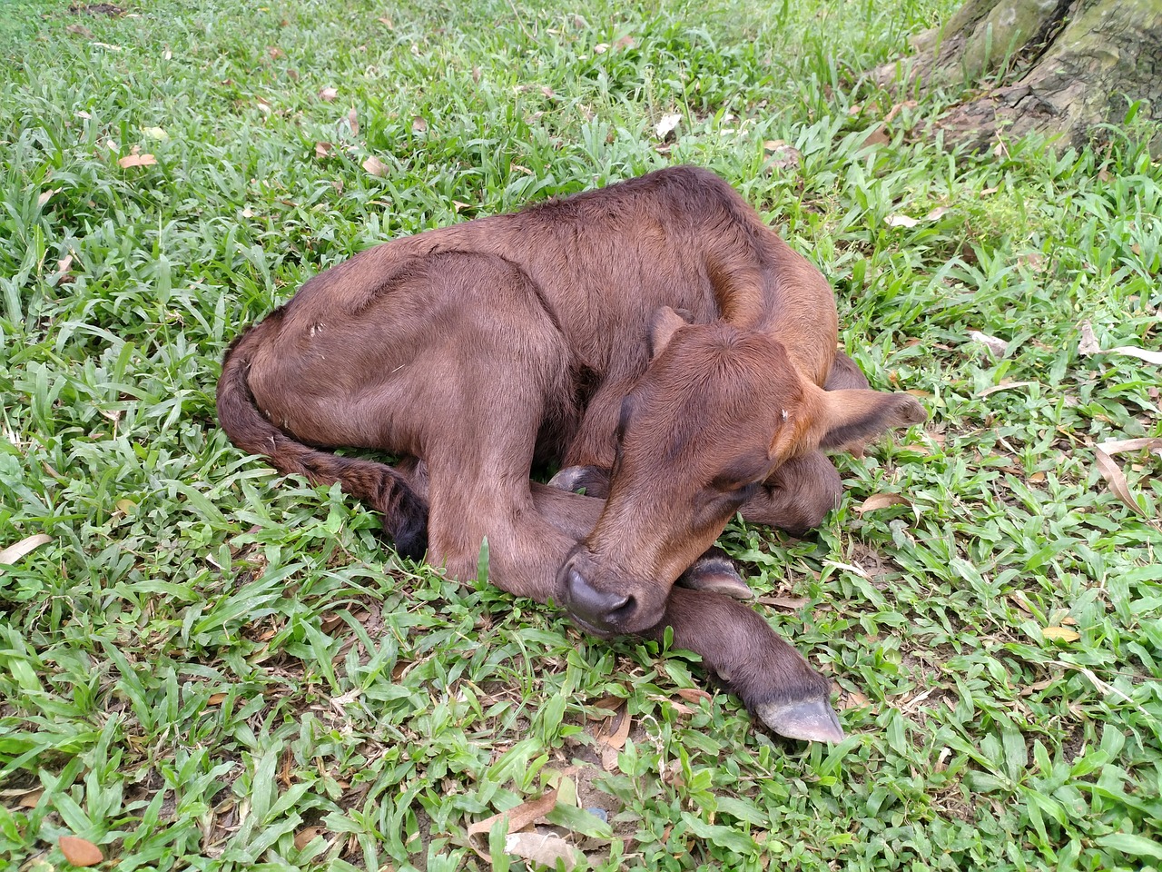 Image - calf cute calf sleeping calf