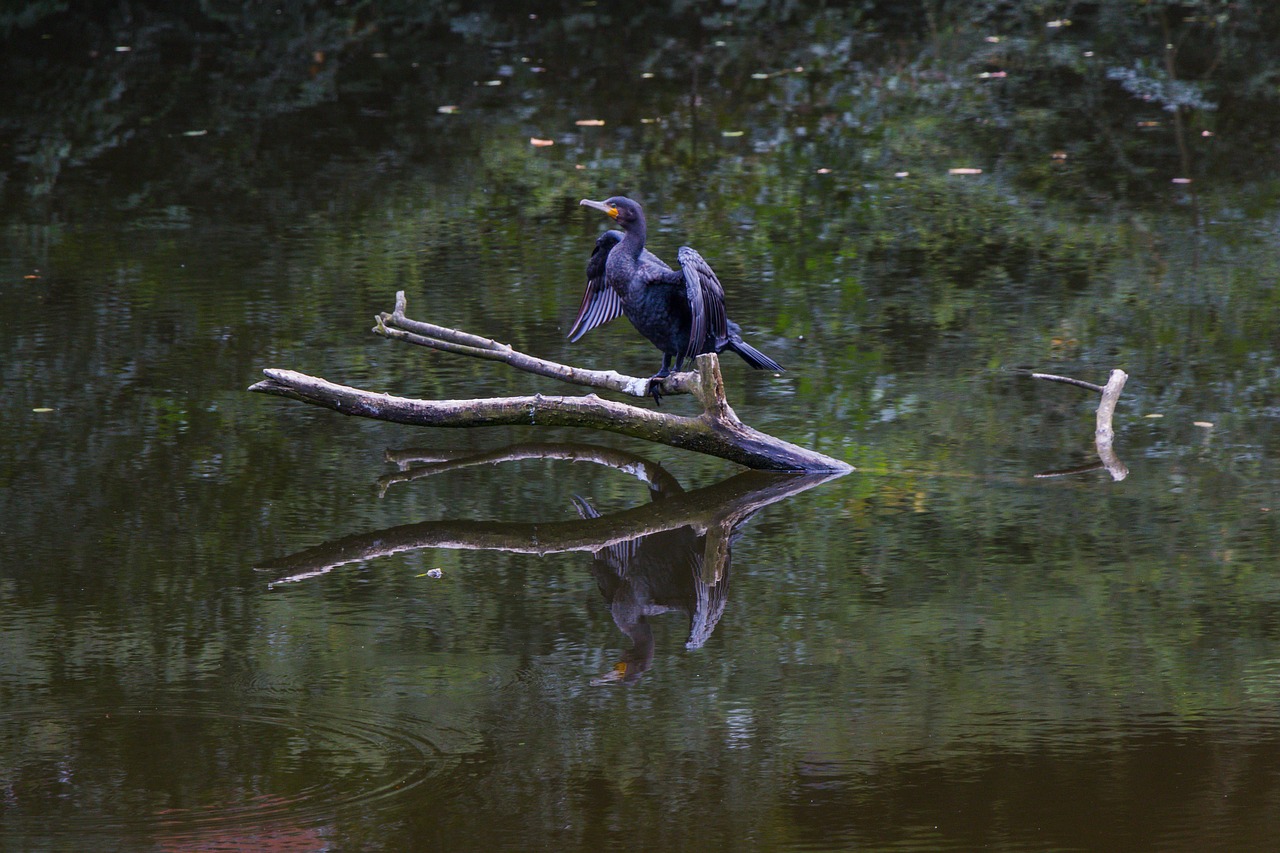 Image - cormorant bird water bird nature