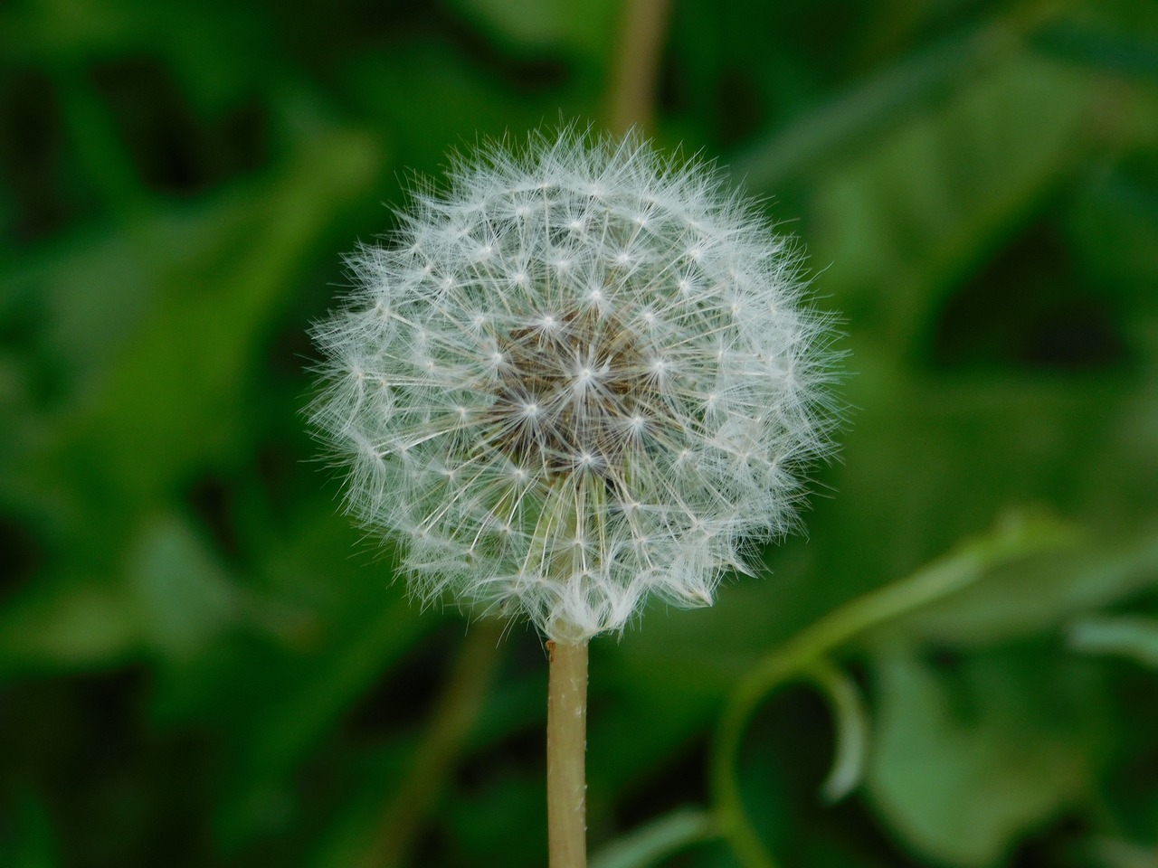 Image - flower plant withe floral garden