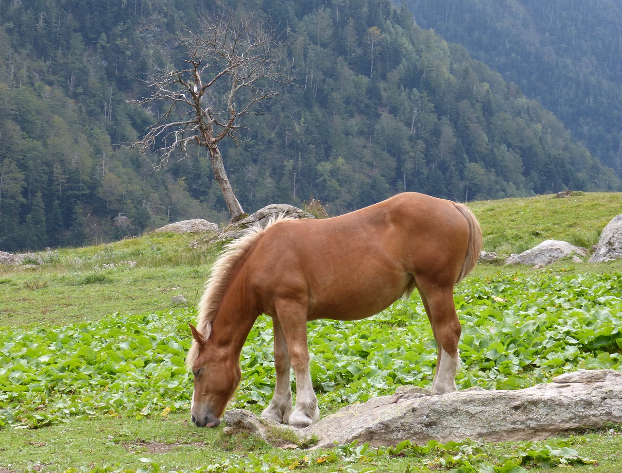 Image - horse pacer prado val d aran