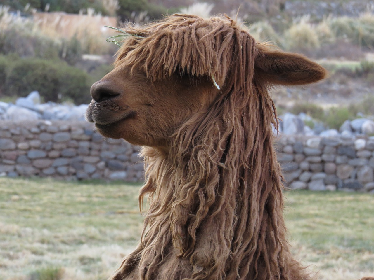 Image - peru alpaca animal wool