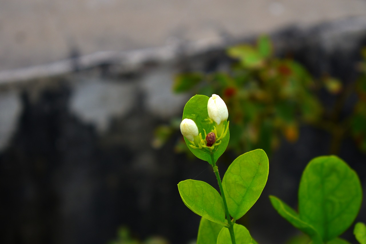 Image - arabian jasmine buds motia