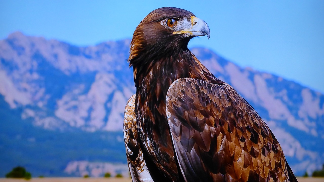 Image - eagle high tatry rocks mountains