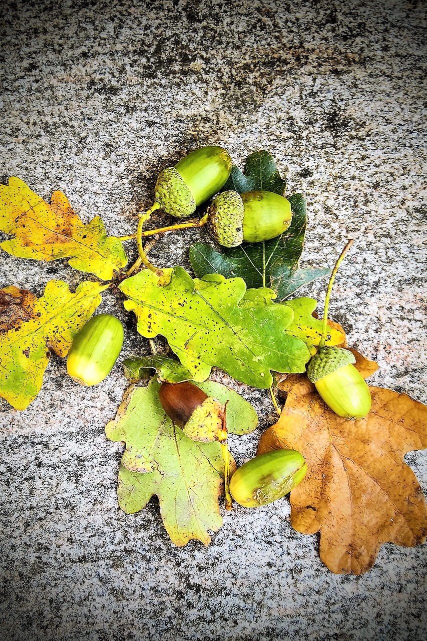 Image - acorns oak oak leaves