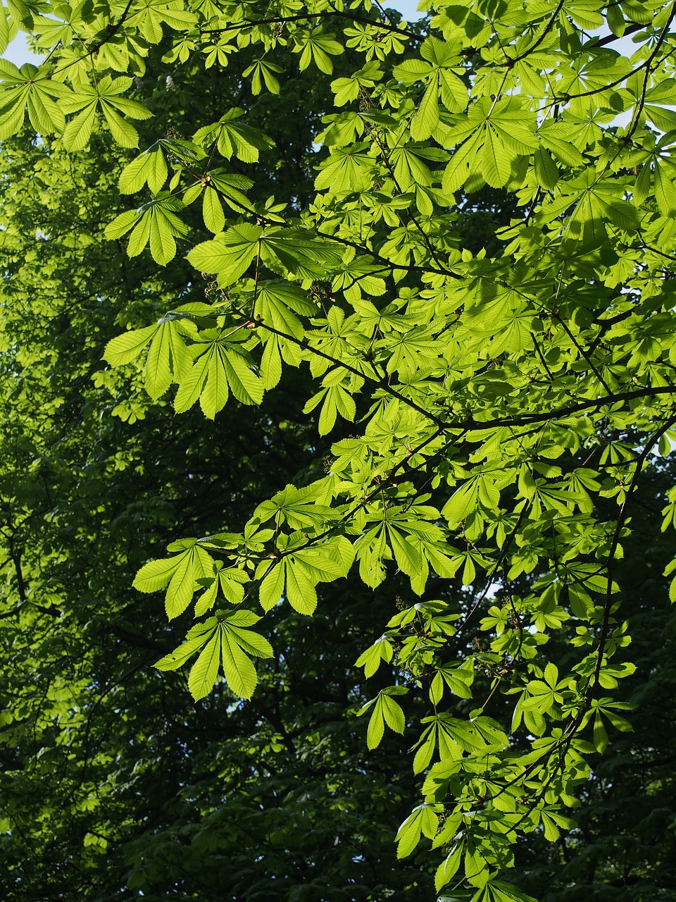 Image - foliage tree green chestnut branch