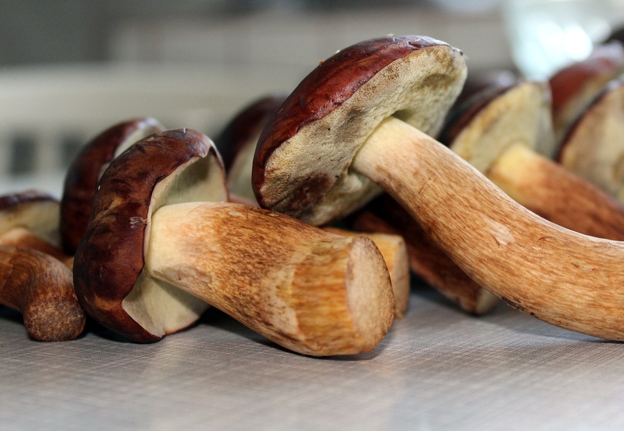 Image - brown chestnut boletus