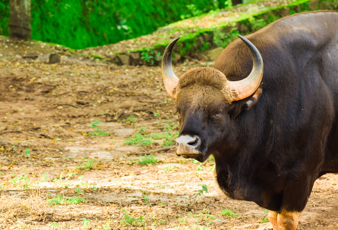 Image - bison indian bison wild animal