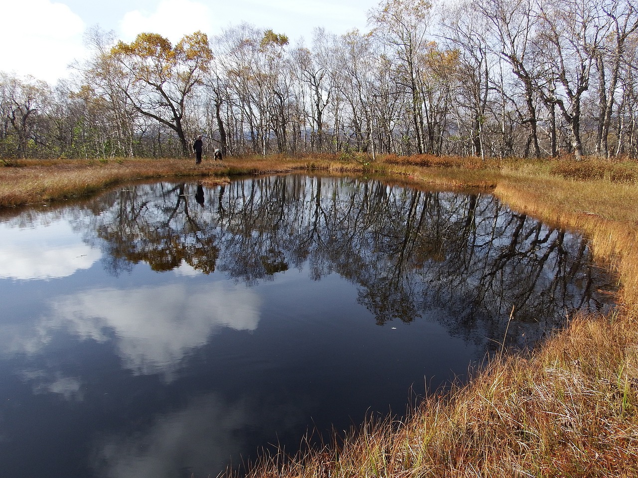 Image - lake forest tundra swamp