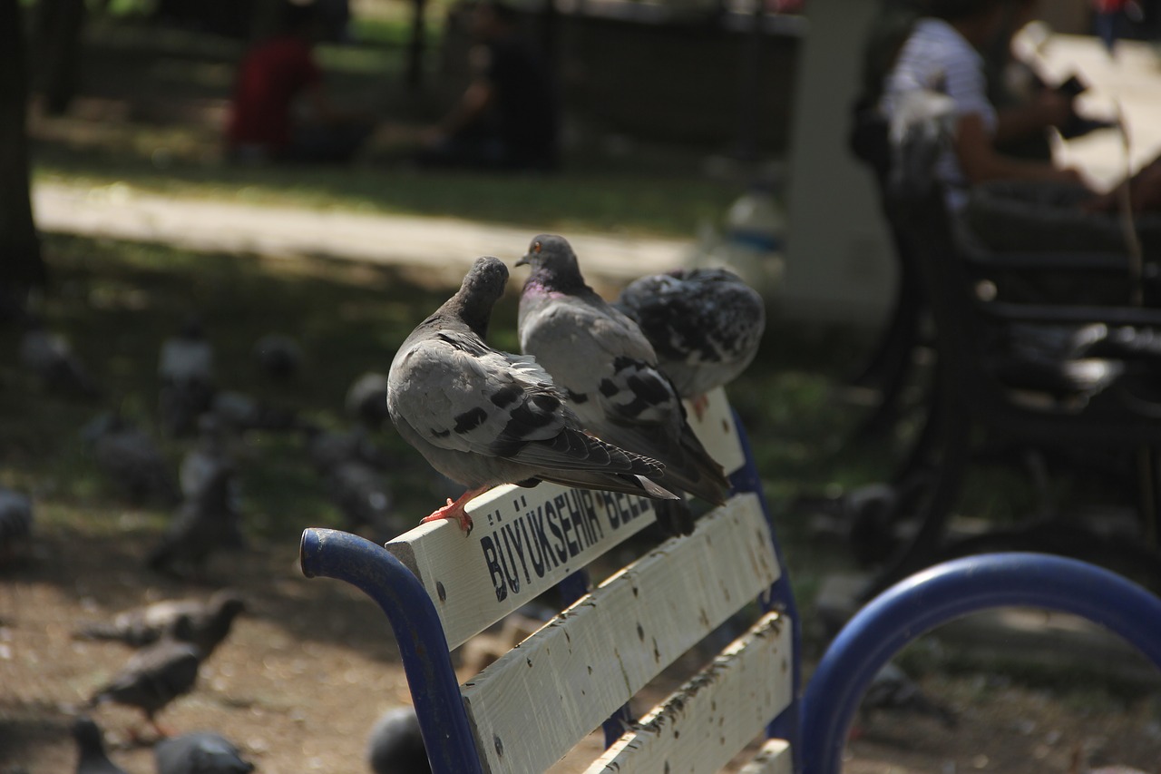 Image - bird bank park turkey ankara