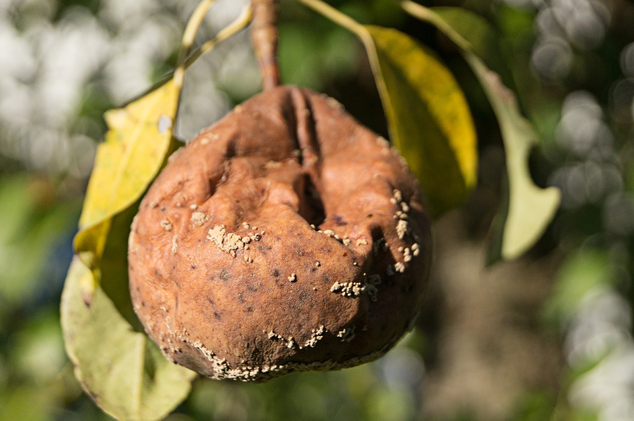 Image - fruit pear rotten autumn harvest