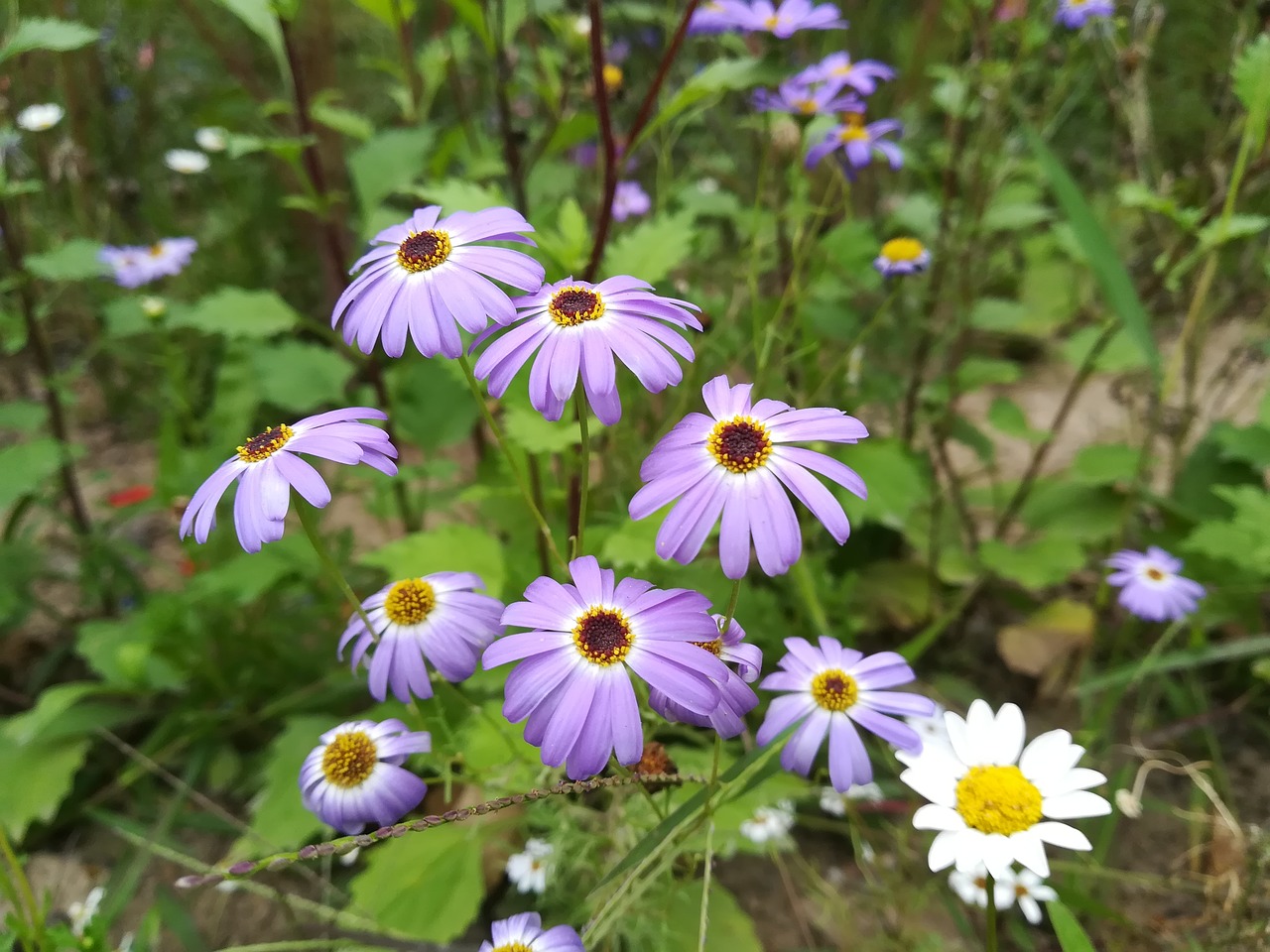 Image - flower sea of flowers tourism