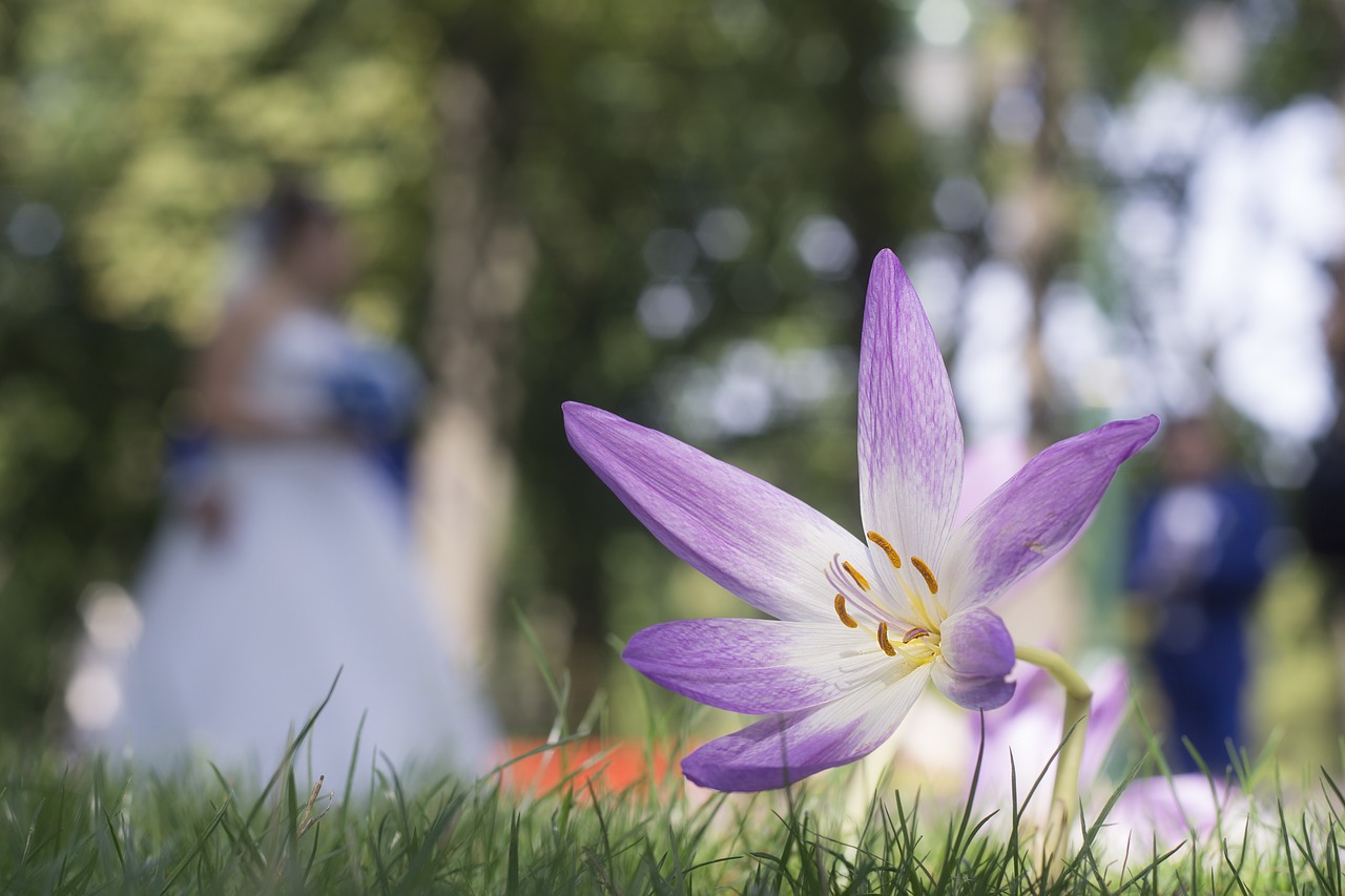 Image - flowers gorky park kharkov