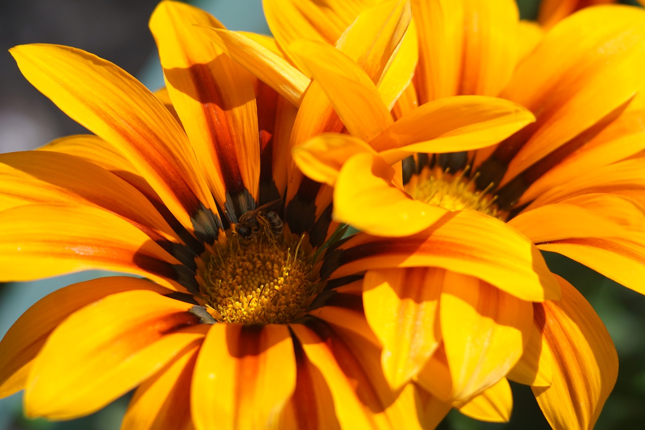 Image - flowers gorky park kharkov