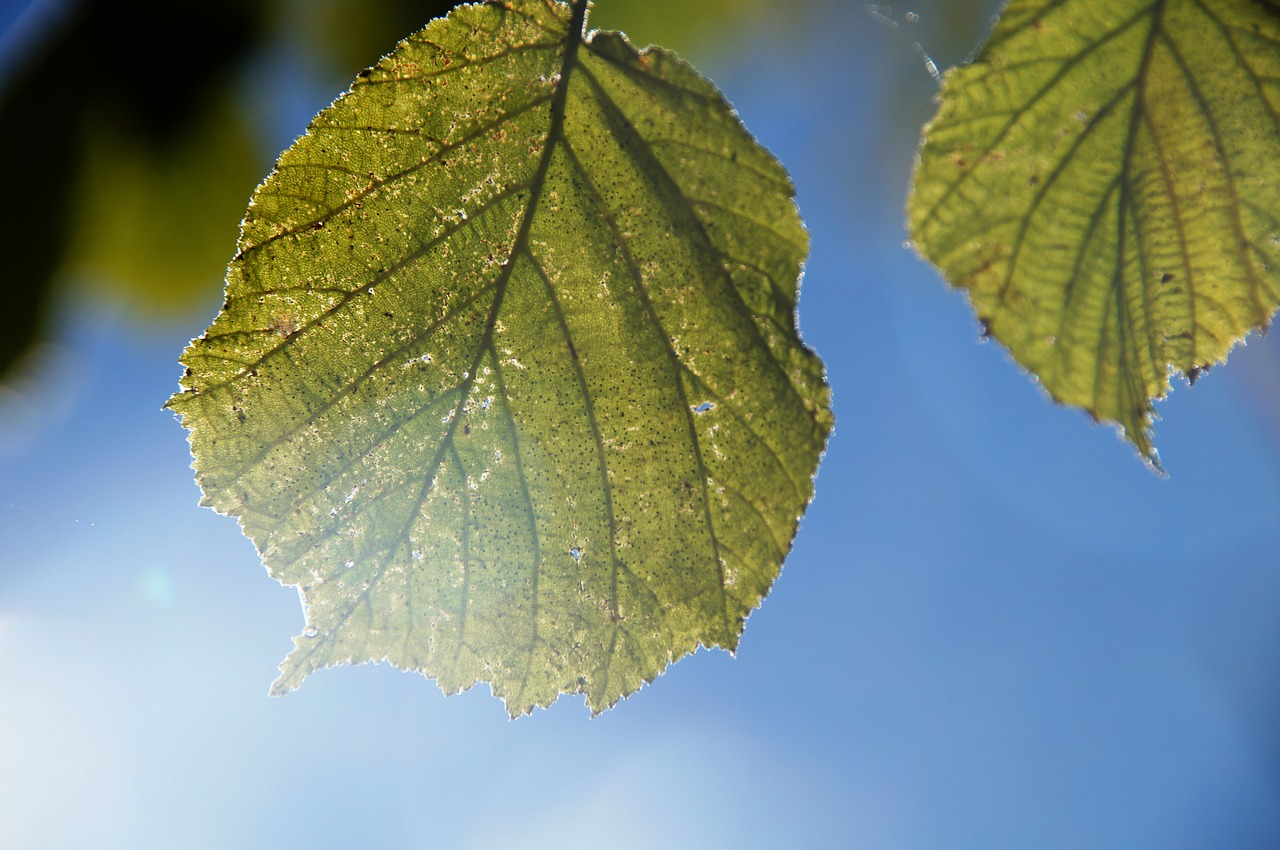 Image - leaf back light soft light sky