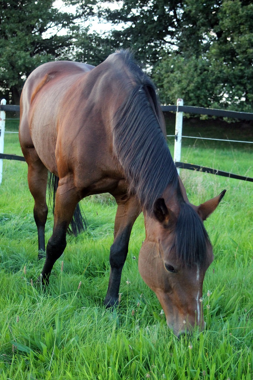 Image - horse pasture graze evening light