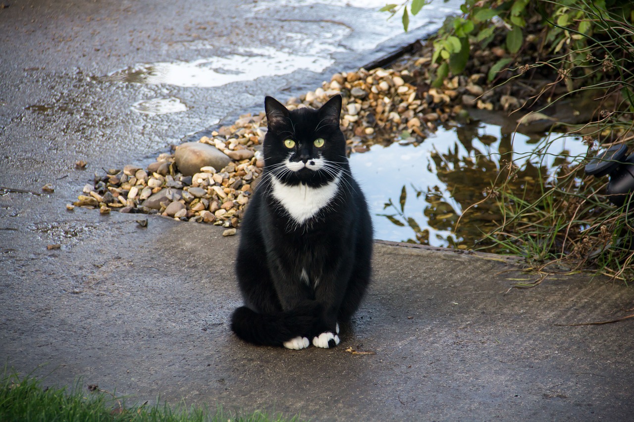 Image - cat footpath animal pet fur eyes