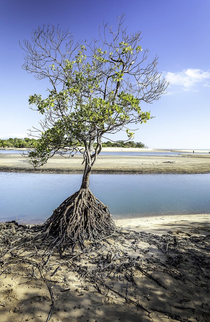 Image - tree roots townsville saunders