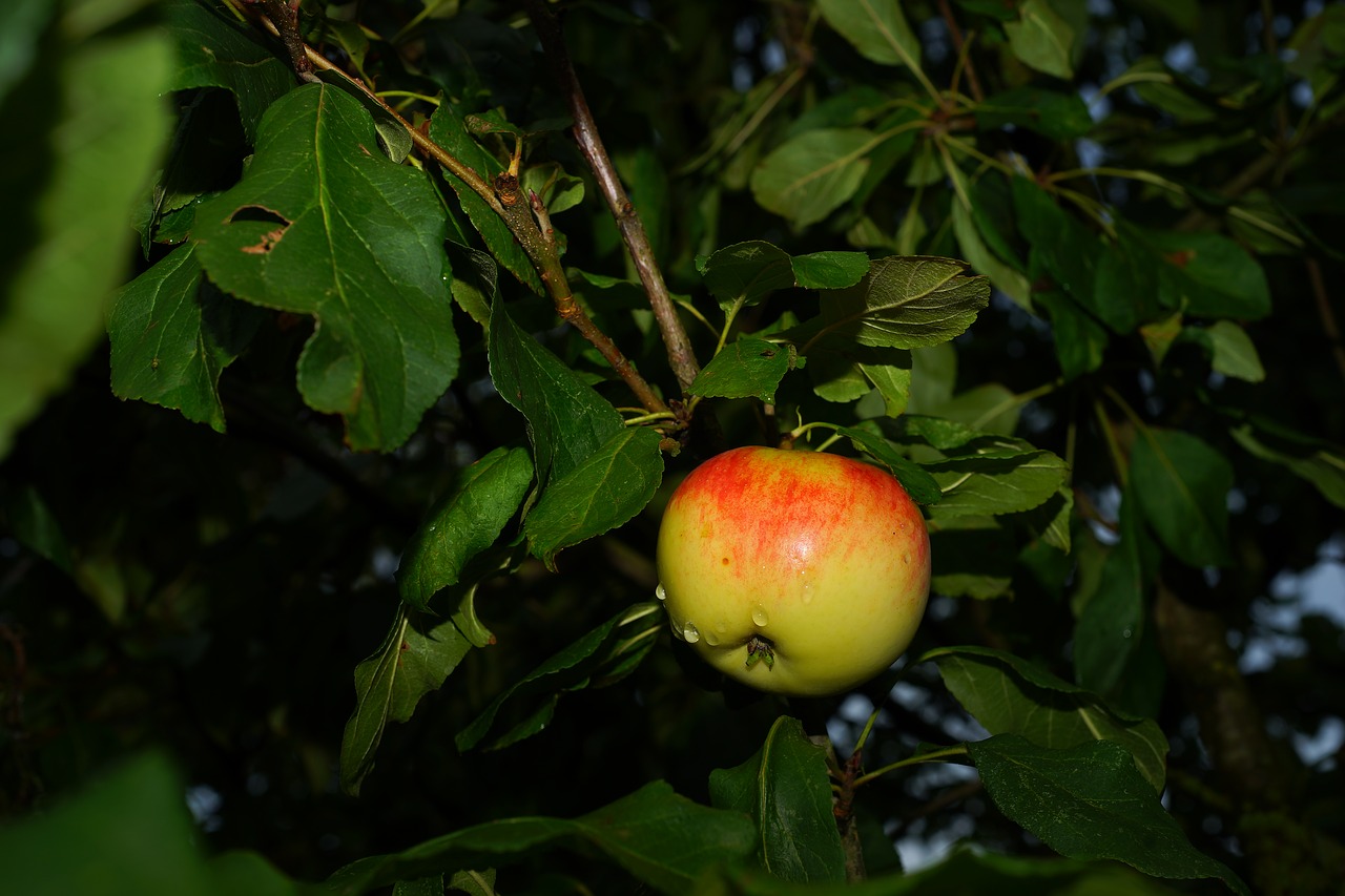 Image - apple tree apple late summer fruit