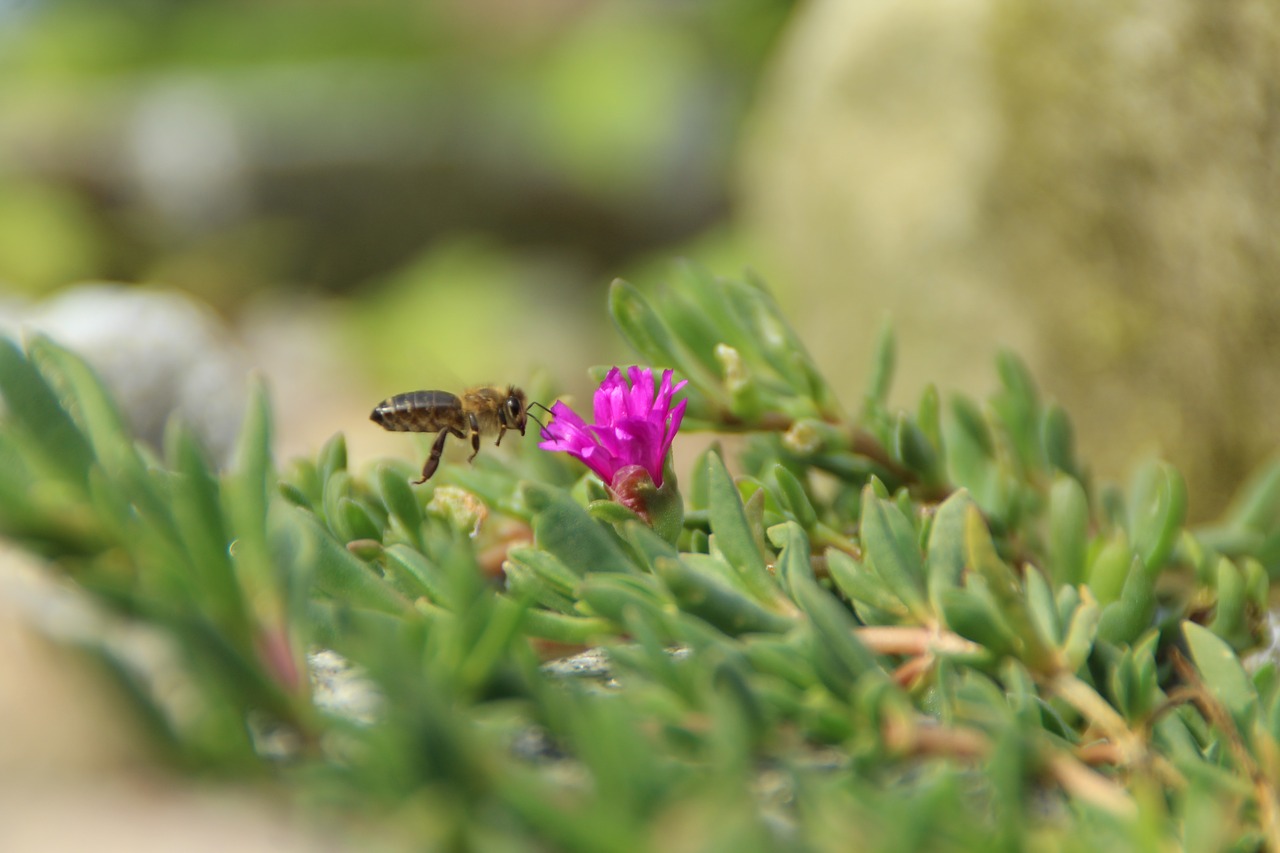 Image - bee insect blossom bloom nature